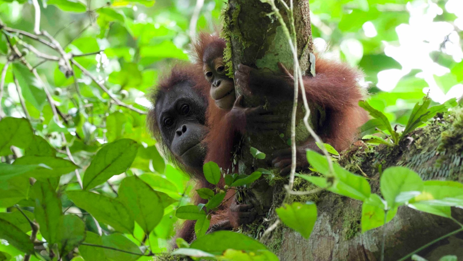 [Research Results] Orangutans breastfeed their young for six and a half years, the longest among mammals (Takumi TSUTAYA)